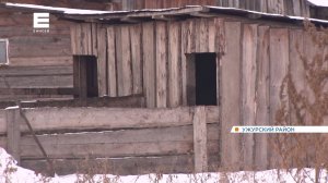 Подробности трагедии в Ужурском районе, где домашние свиньи напали на школьницу