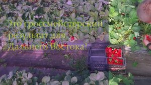 Килограмм за минуту!