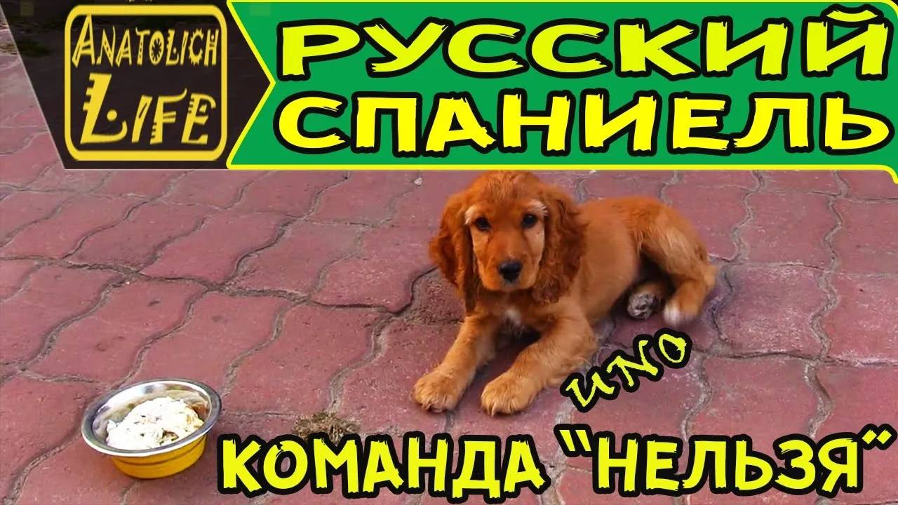 Команда _нельзя_ и русский охотничий спаниель.