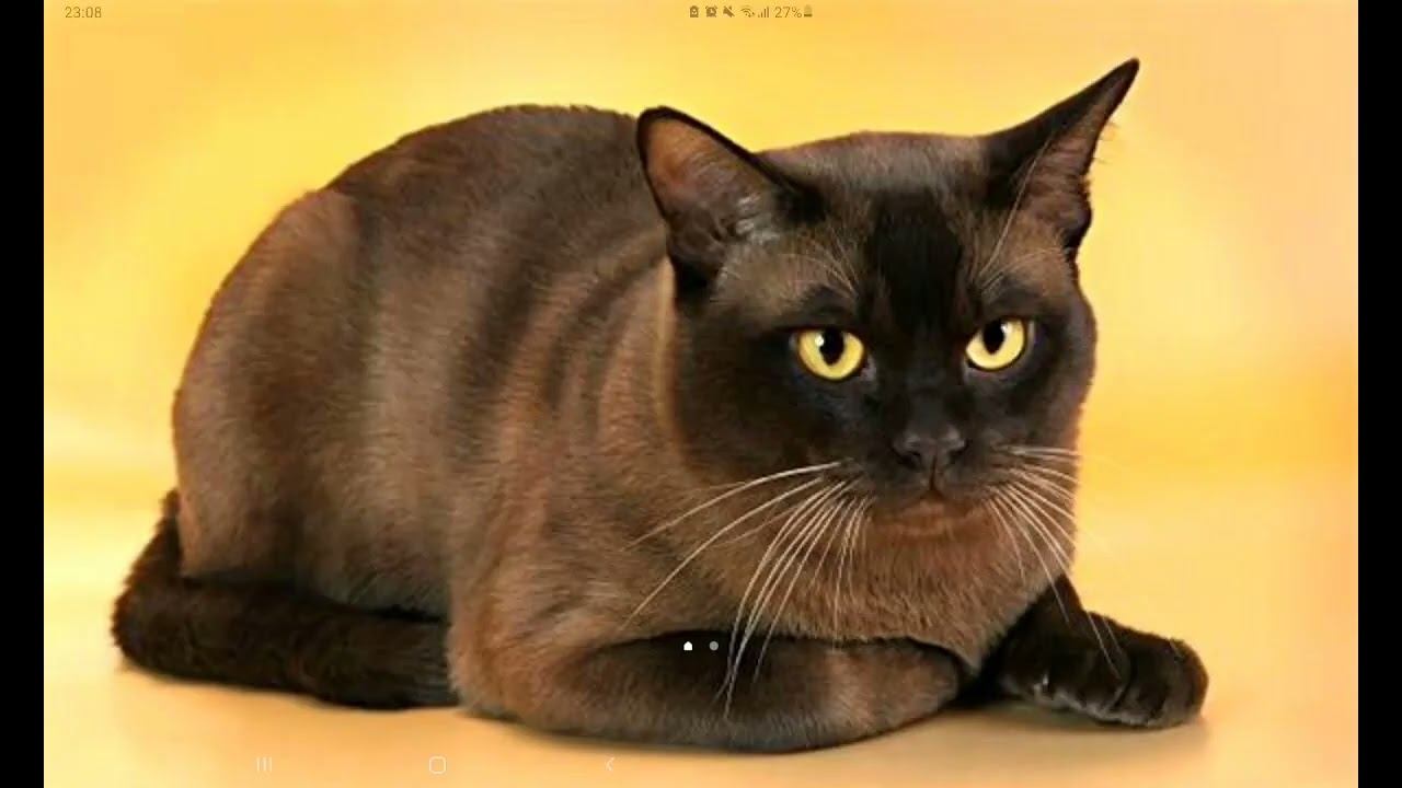 Бурманская короткошерстная кошка. Порода кошек бурма. Бауманская кошка. Бауманская кошка. Бурманская короткошерстная кошка.