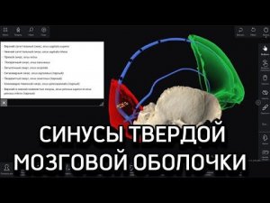 Синусы твёрдой мозговой оболочки @pirogov-anatomy