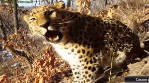Дальневосточный леопард научился жить в снегах