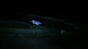 Мальдивы: акулы