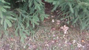 Ложные грибы растут полянами.