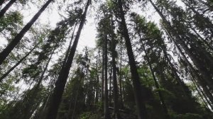 Прогулка с собакой по Экотропе Комаровский берег