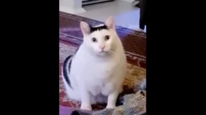 Кот Бендер (мем)