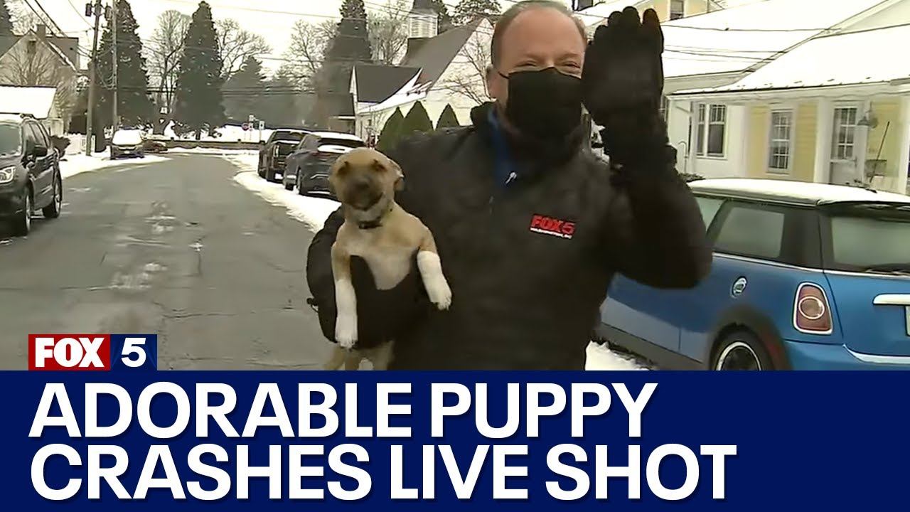 Adorable puppy crashes reporter's weather report on live TV! | FOX 5 DC смотреть онлайн