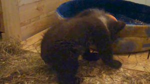 Сеня гуляет