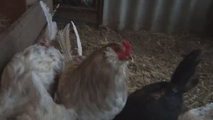 В каком виде можно давать тыкву курам.