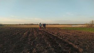 Простой способ посадки ранней картошки