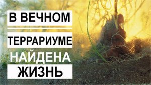 #4 Вечный террариум 200 дней спустя / Mr.GrowChannel