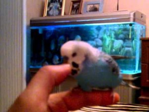 волнистый попугай говорит привет