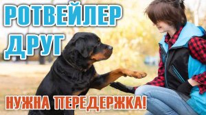 РОТВЕЙЛЕР, нужна ПЕРЕДЕРЖКА! 6.5 лет, дружелюбен, адекватен, но есть особенности.