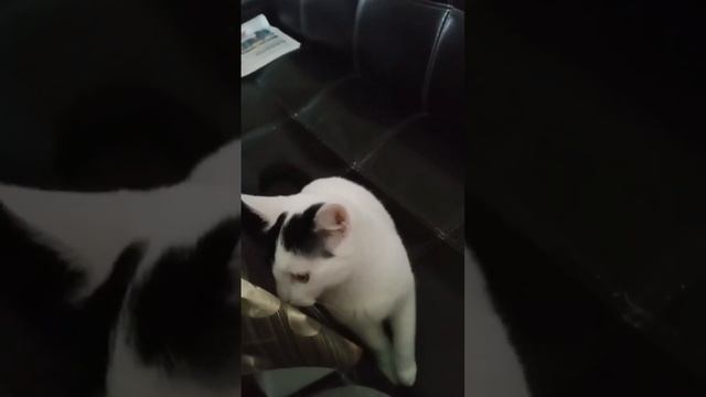 #кошки #котики#позитив #юмор #cat