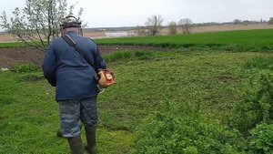Сакура зацвела на нашем участке Откуда у нас появилась сакура?