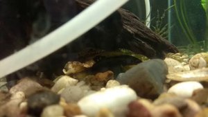 Нерест пельвикахромиса попугайчика