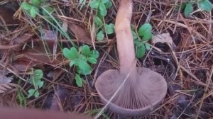 Рядовки серые Мышата. Мухоморы.  Мокруха Еловая. Лес в Гусино.