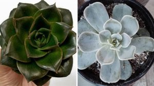 Растения из Пятерочки: стоит ли покупать