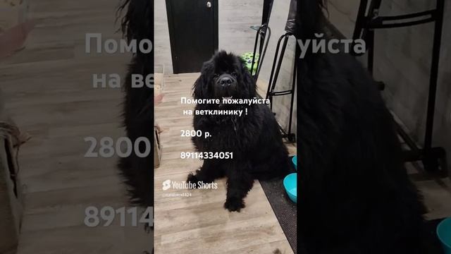 Брут ! #помощьживотным# ньюфаундленд #собака#миниприют