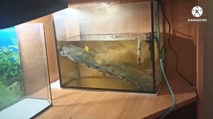 нерест тернеции, первый раз пробую отнерестить тернецию