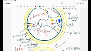 8. Расположение лучевого нерва в области плеча.