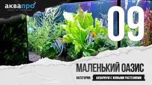 09. Маленький оазис. Аквариум с живыми растениями