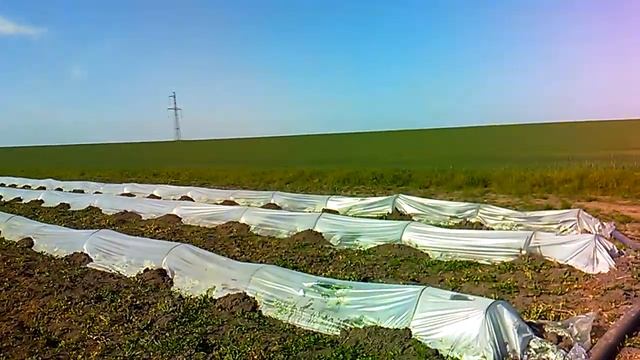 Дыня Кредо после подкормки нитроаммофоской