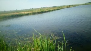 нерест коропа. 17.04.21