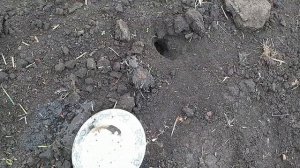 Толстолобик как приготовить Рецепт толстолобика на сковороде