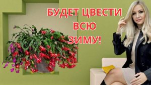 Как заставить декабрист цвести: советы и хитрости.