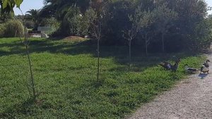 Песня "Дева"