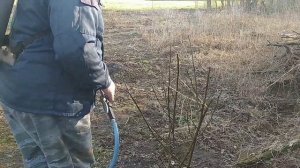 Как правильно опрыскивать деревья в саду? Обработка сада: яблони, груши, айва