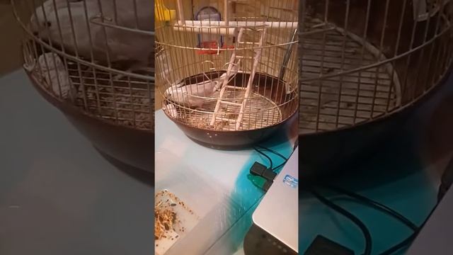 Пытаемся подружится ))) смотреть онлайн