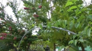 мальдивы: остров Rannalhi IV часть