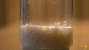 Сила СЛОВА |  Эксперимент с водой и рисом доктора Эмото Масару. Япония