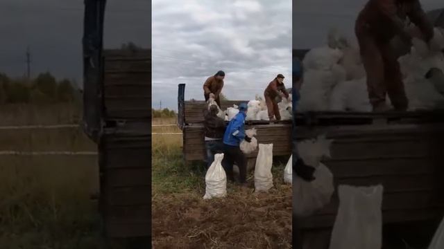 собираем урожай картофеля