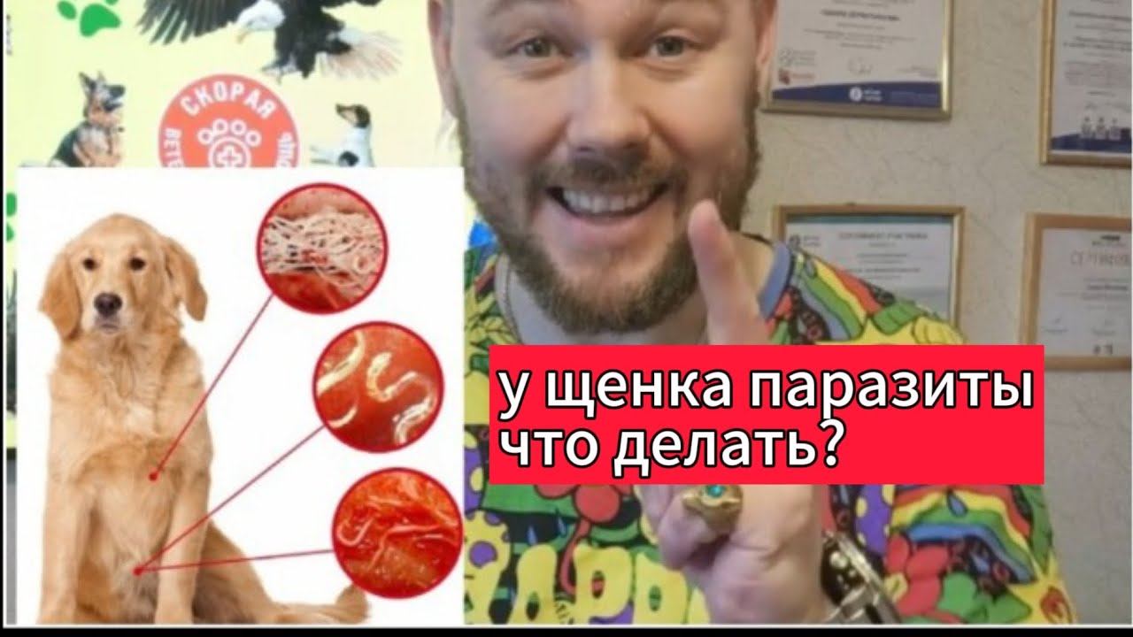 Есть ли у щенка паразиты? #скораяветеринарнаяпомощь #ветеринарнадомминск #ветеринарныйврач