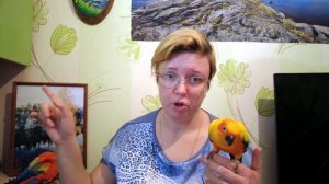 Попугай дома. Стоит ли заводить попугая?