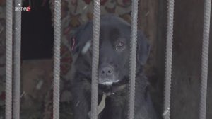 Приют для собак