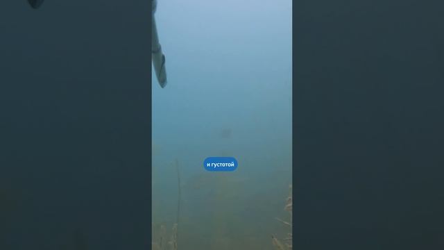 Подводный мир реки сулак