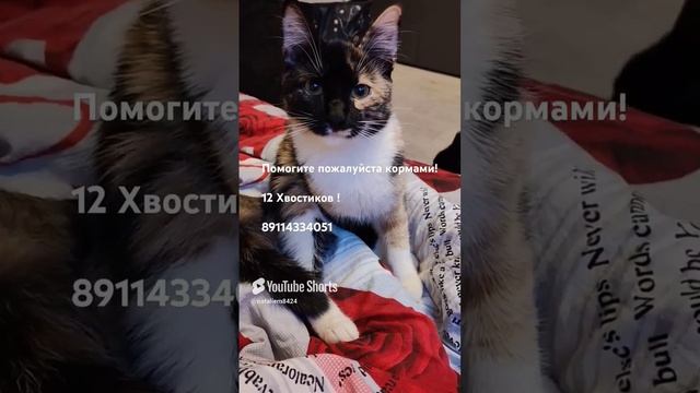 Кнопа ! #помощьживотным #котики#миниприют