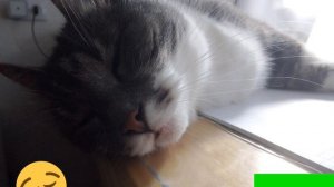 Поставь лайк пожалуйста и поддержите меня,ведь она умерла 😿😿😿😭😔