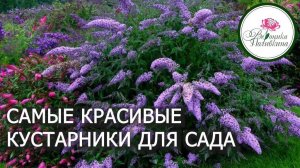 САМЫЕ КРАСИВЫЕ КУСТАРНИКИ ДЛЯ САДА