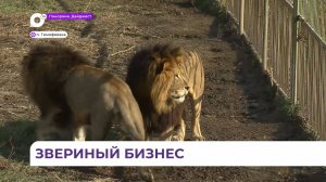 Зоопарк «Белый лев» в Приморье стал одним из любимых мест отдыха семей с детьми