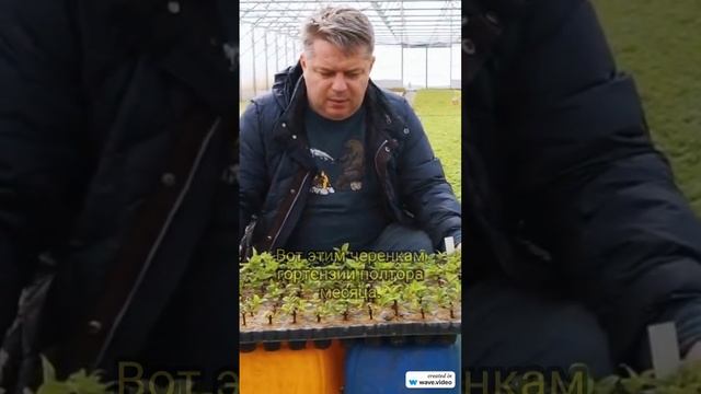 Черенки гортензии спустя два месяца после посадки