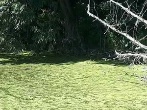 кувшинки болота