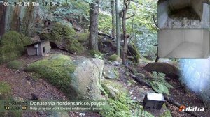 Луше играет с котятми