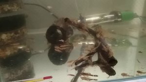 Пельвики готовятся к очередному нересту.