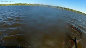 Судак зверь рвет снасть