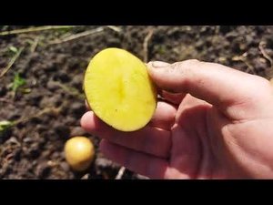 Характеристика картоплі сорту Сорая.